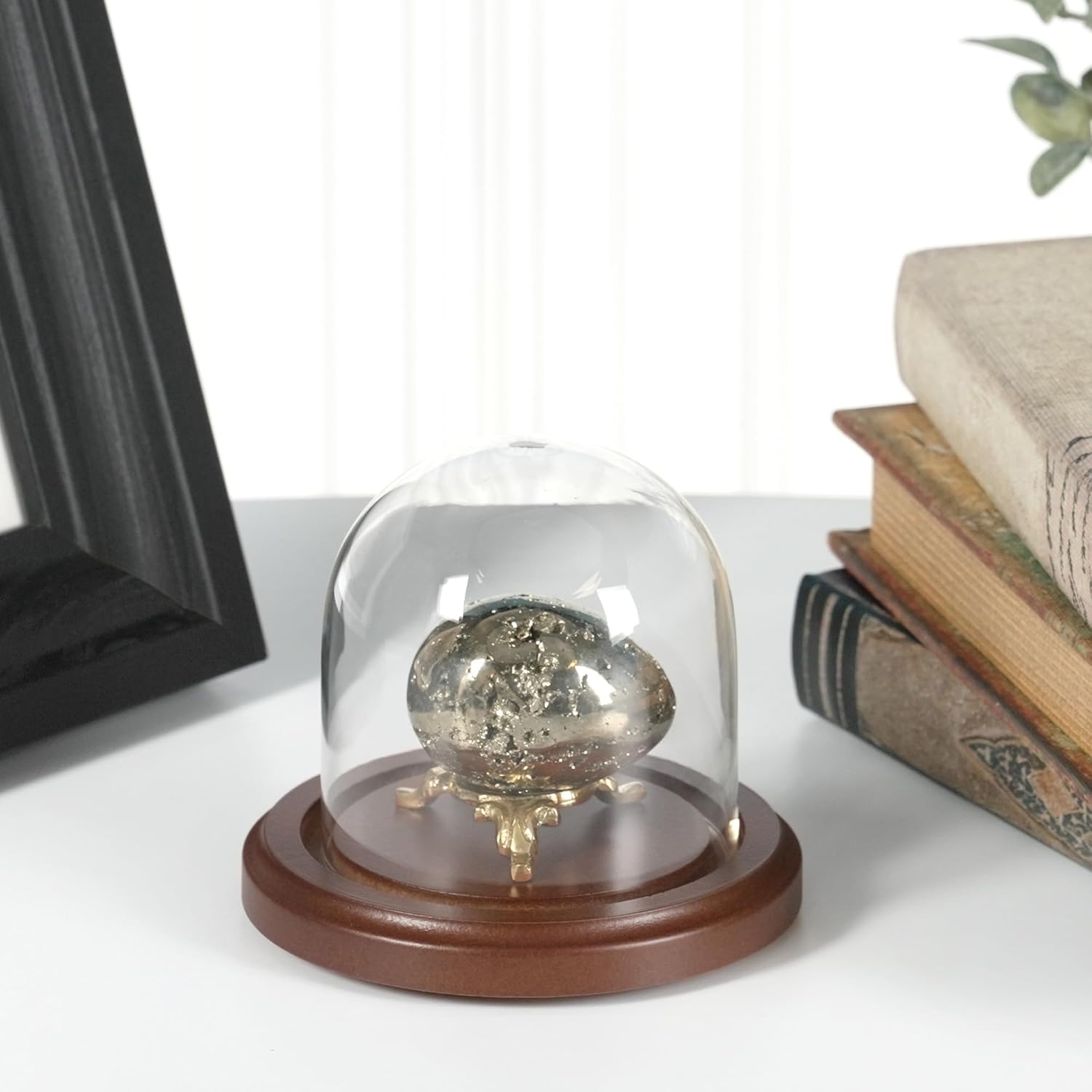 Plymor 3 inch x 3 inch Glass Display Dome Cloche (Dark Wood Base)