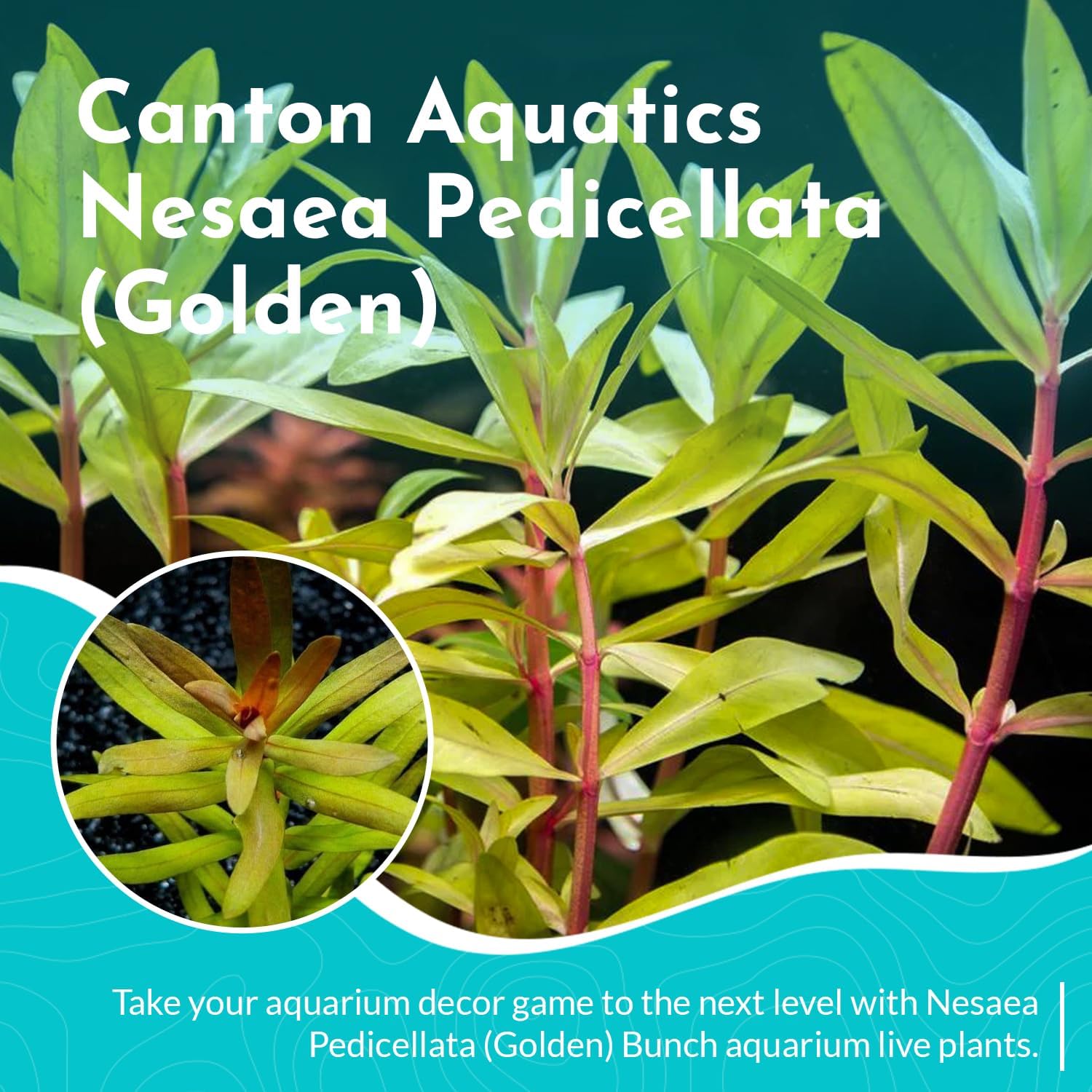 Nesaea Pedicellata (Golden) - Live Plants for Freshwater Aquarium - Freshwater Aquarium Stem Plant - Vibrant Golden Foliage - Ideal for Aquascaping & Fish Tanks - Bunch