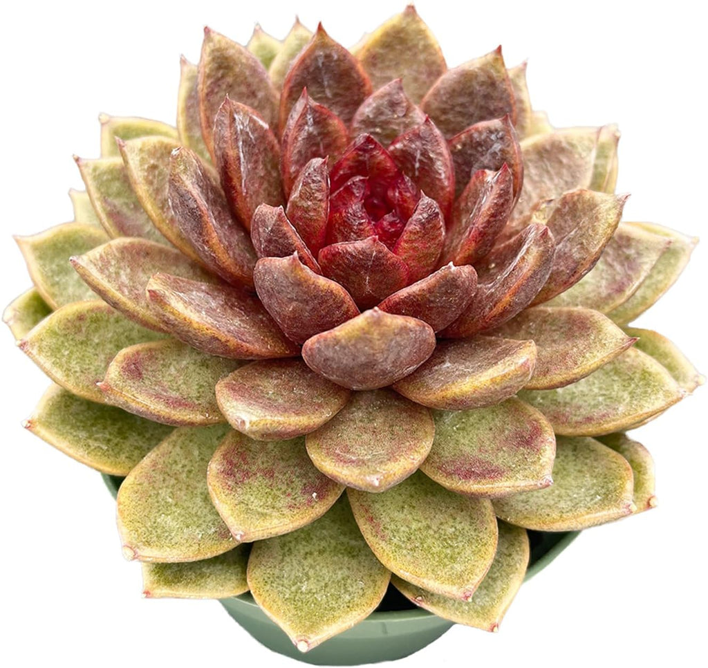 Live Succulents Echeveria 'Chocolate-Mousse' (4-inch), Succulent Plants Fully Rooted in Pots with Soil, Easy-Care House Plant for DIY, Home Office Decor, Wedding Party Favor