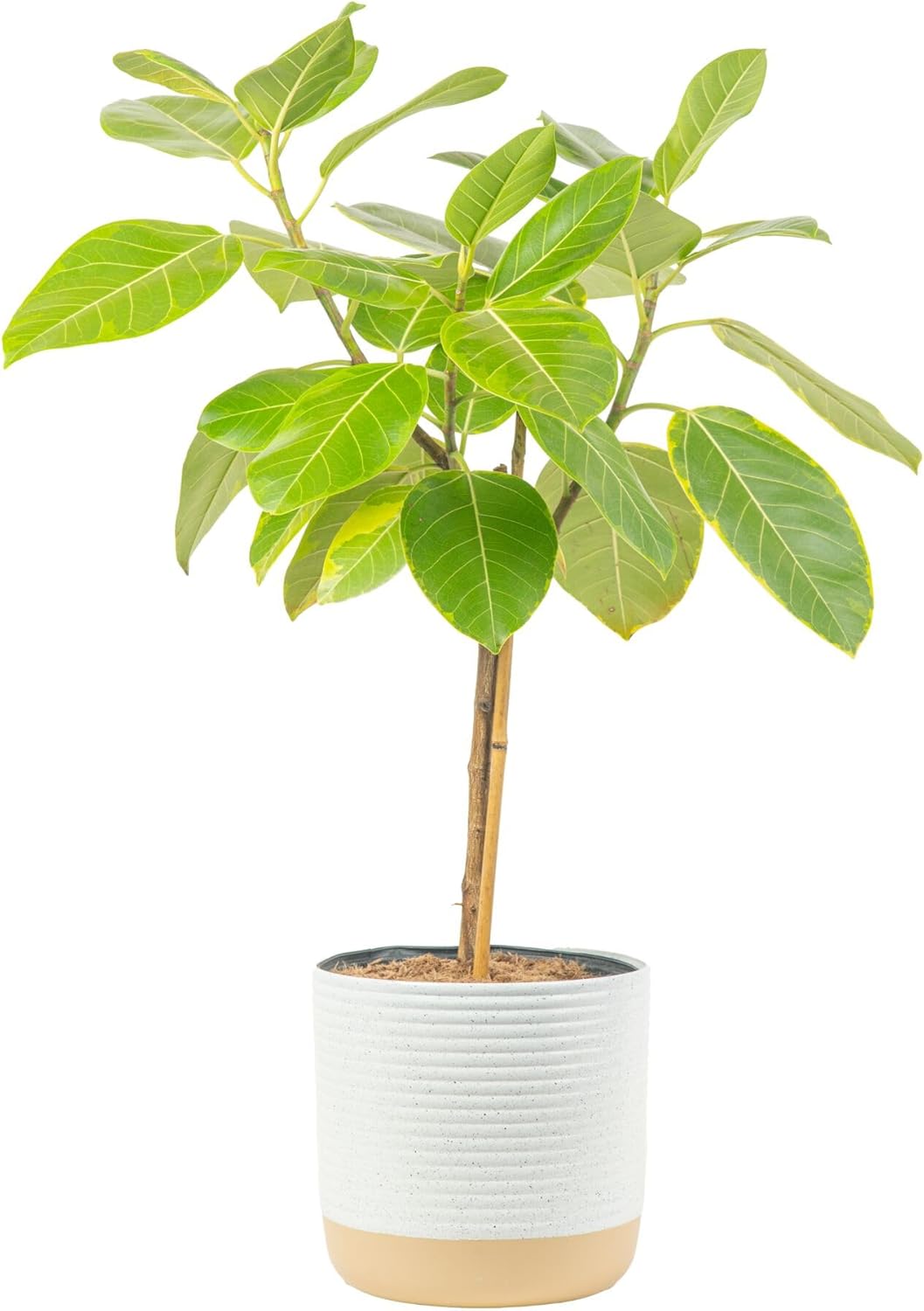 Costa Farms Ficus Audrey Tree Live Plant in Decorative Pot, Large Indoor Houseplant, Perfect for Home, Room, or Office Decor, Great House Warming or Birthday Gift, 2-3 Feet Tall