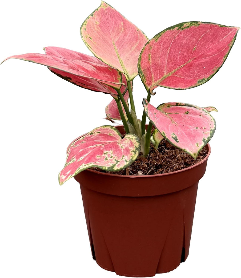 CoollectivePlants Aglaonema Geely Red – Live Plant in 4″ Grower’s Pot, Deep Red Variegated Chinese Evergreen, Easy Low Light Indoor Houseplant - Includes UniHeat Pack for Winter Protection