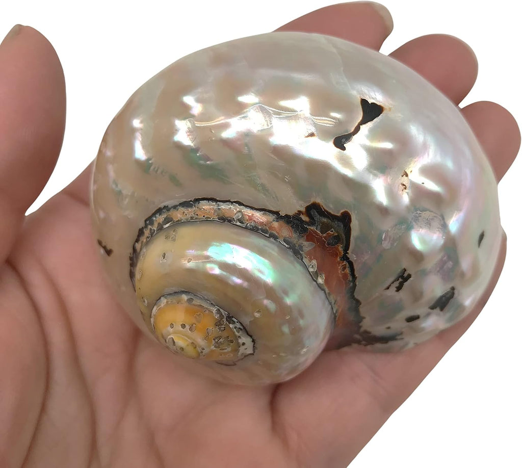PEPPERLONELY 2 PC Hermit Crab Shells, Turbo Shells, African Sarmaticus Turbo Shell, 2-1/2 Inch ~ 3 Inch