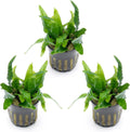 SubstrateSource Java Fern Live Aquarium Plants - Potted Freshwater Plant for Fish Tanks - Beginner Friendly, Low Light (Narrow Mini, 3 Pots)