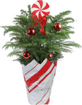 Costa Farms Norfolk Island Pine, Live Christmas Tree Plant in Gift Wrap Plant Pot, Includes Ornaments and Topper, Indoor Houseplant, Room, or Office Decor, Great House Warming, 16-22 Inches Tall