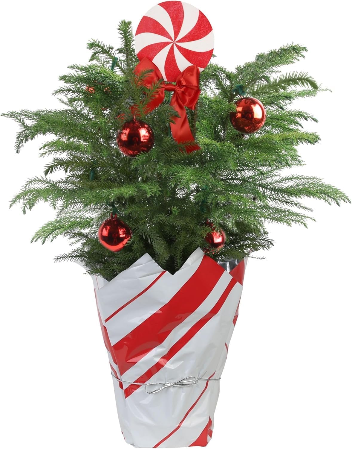 Costa Farms Norfolk Island Pine, Live Christmas Tree Plant in Gift Wrap Plant Pot, Includes Ornaments and Topper, Indoor Houseplant, Room, or Office Decor, Great House Warming, 16-22 Inches Tall