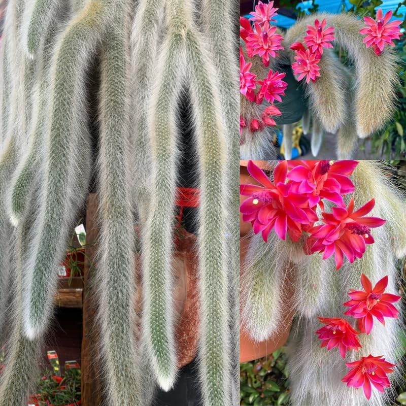 Monkey Tail Cactus Live Plants, Monkey Tail Cactus Live, Monkey Tail Cactus Plants for Planting, Live Monkey Tail Cactus, No Pot, 3.5 to 5 Inches Tall