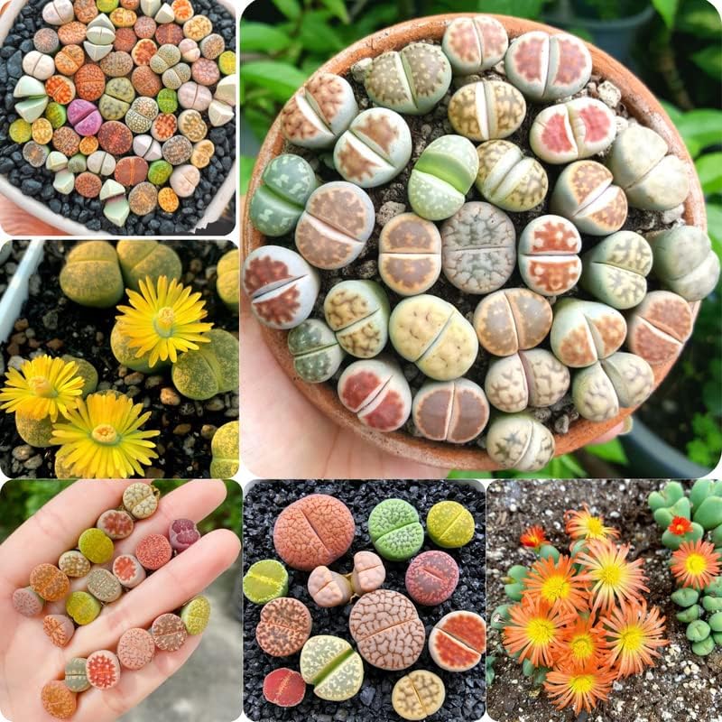 20 Lithops Live Plants Mix, Colorful Lithops Succulents Plants Live, Rocks Living Stones Succulent for Planting Indoors Outdoors