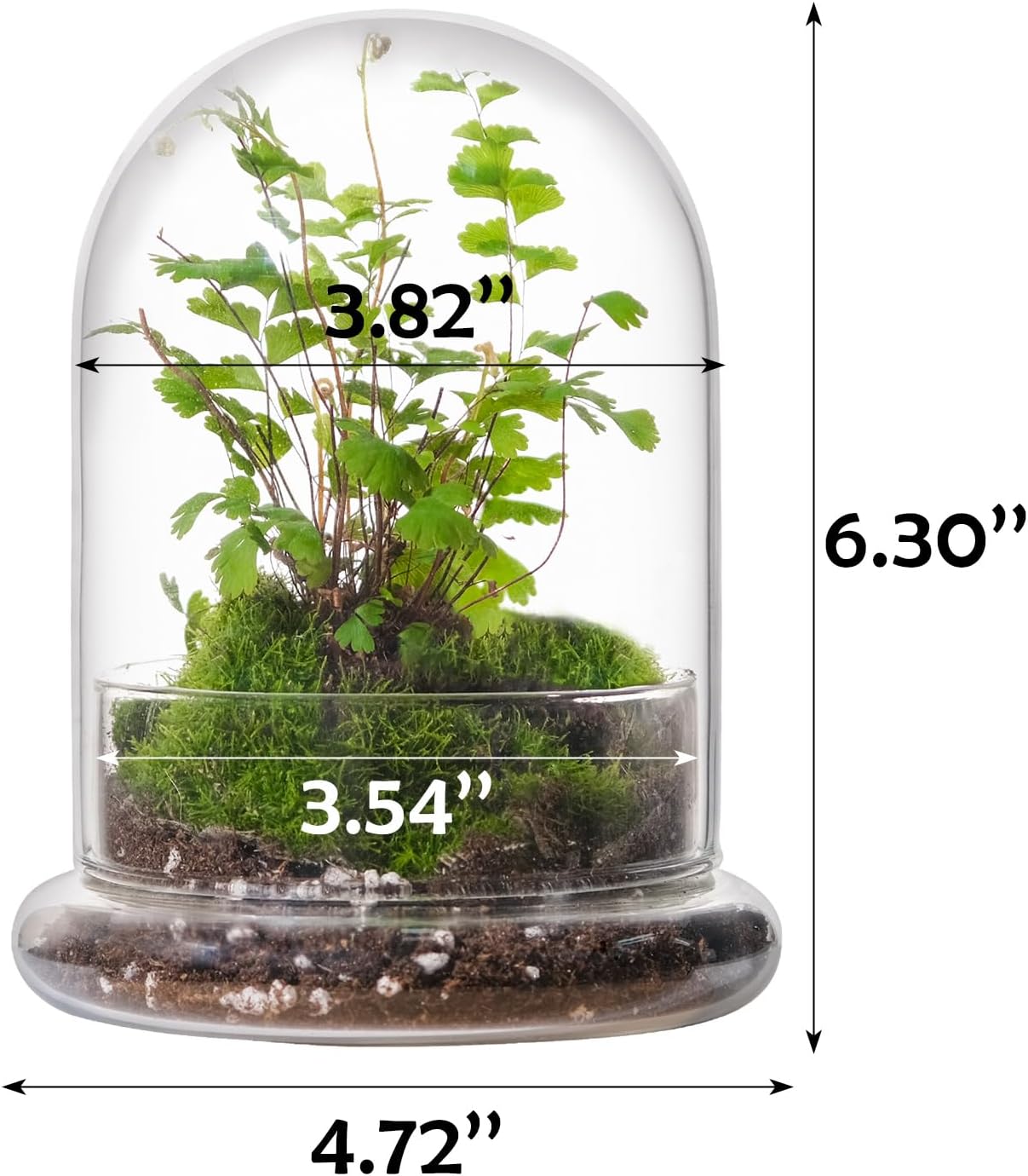 WHJY 6 inches Glass Cloche for Indoor Plants Small Terrarium Glass Cloche with Base Mini Cloche Dome with Base for Display Home Decor