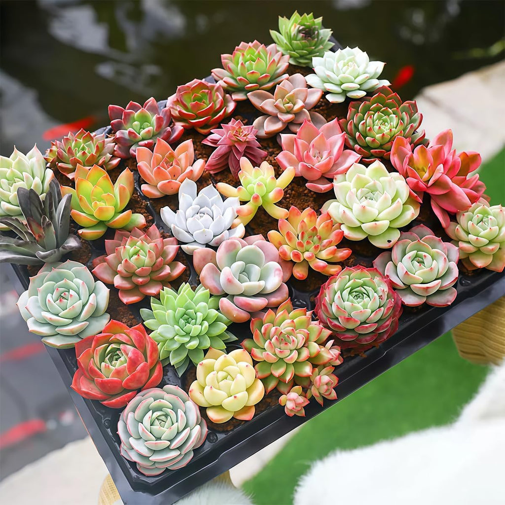 Fine Assorted Succulent Plants Live (20+ Varieties Bare Root Shipping) - Healthy Rooted Rosette Succulents for Indoor/Outdoor Gardening, DIY Terrarium, Fairy Garden & Home Decor (20-Pack)