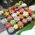 Fine Assorted Succulent Plants Live (20+ Varieties Bare Root Shipping) - Healthy Rooted Rosette Succulents for Indoor/Outdoor Gardening, DIY Terrarium, Fairy Garden & Home Decor (20-Pack)