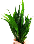 Greenpro (10+ Leaves) Microsorum Pteropus Java Fern Live Aquarium Plant Tall Bunch Aquatic Fish Tank Decoration