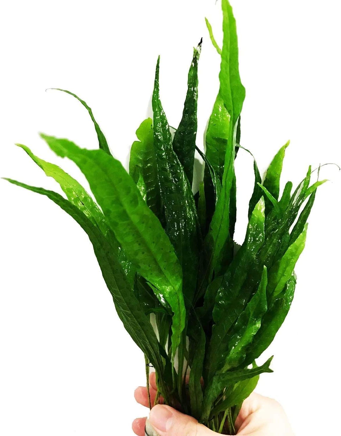 Greenpro (10+ Leaves) Microsorum Pteropus Java Fern Live Aquarium Plant Tall Bunch Aquatic Fish Tank Decoration
