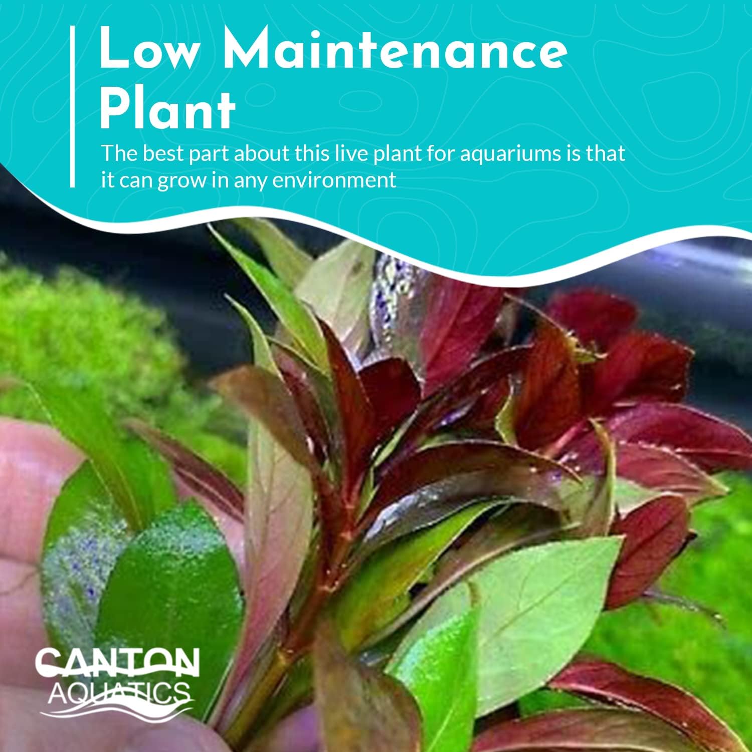 Live Aquarium Ludwigia Repens Plants - Great Background for Fish - Long Lasting & Easy to Maintain - Suitable for Summer & Winter - Natural Oxygenator - Bunch - Dark Red