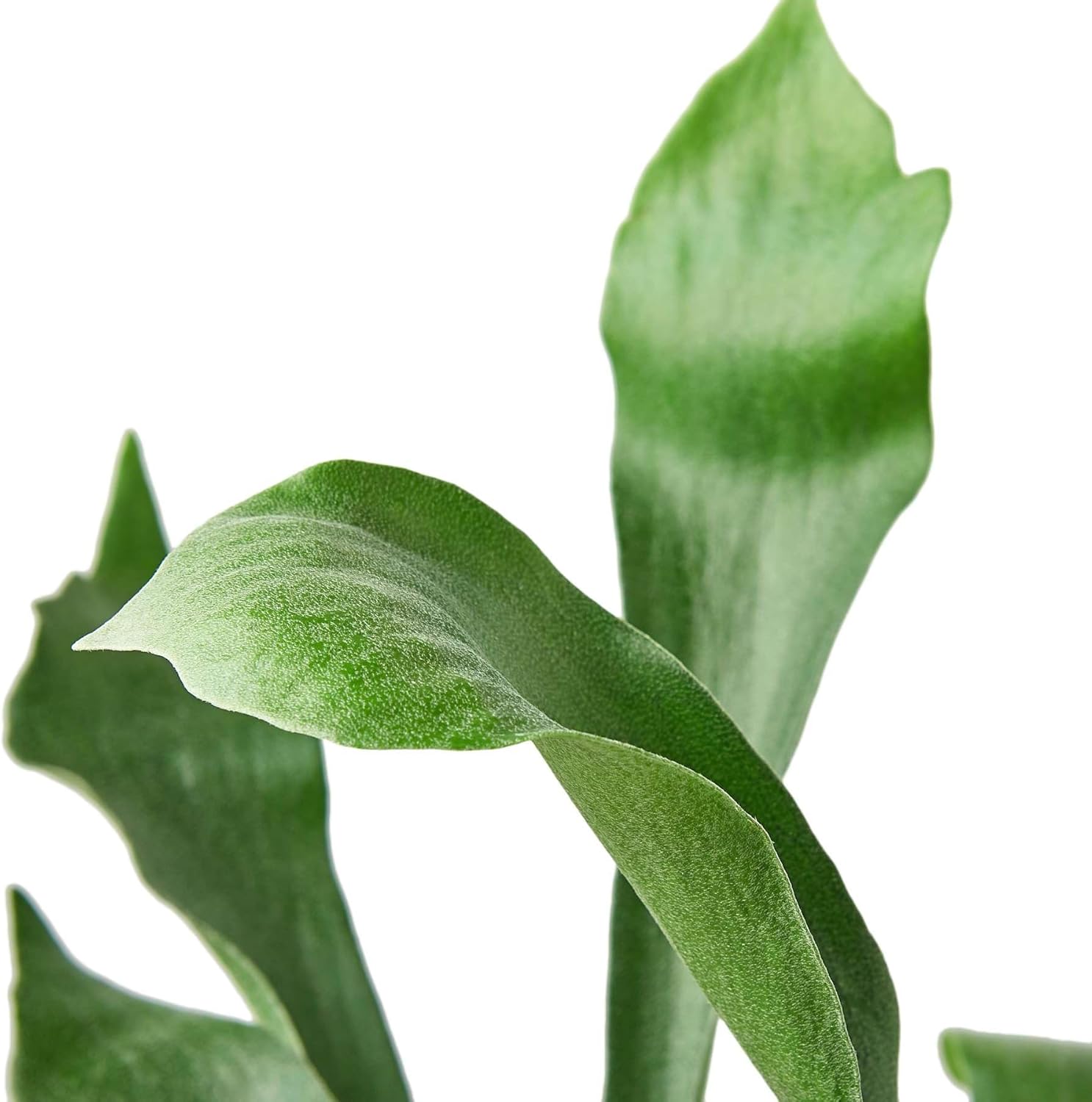 Elkhorn Fern Live Plant for Indoor | Different Houseplants in 4'' & 6'' Pot | Real House Plant for Living Room, Office, Desk & Bathroom | Elkhorn Fern | Platycerium bifurcatum