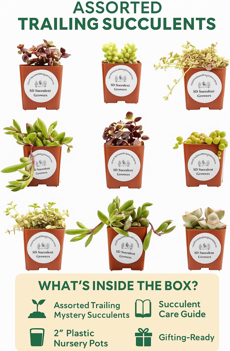 Live Trailing Mystery Succulent (9‑Pack) | Well‑Rooted 2″ Pots | Hanging Basket Starters | DIY Decor & Gift‑Ready