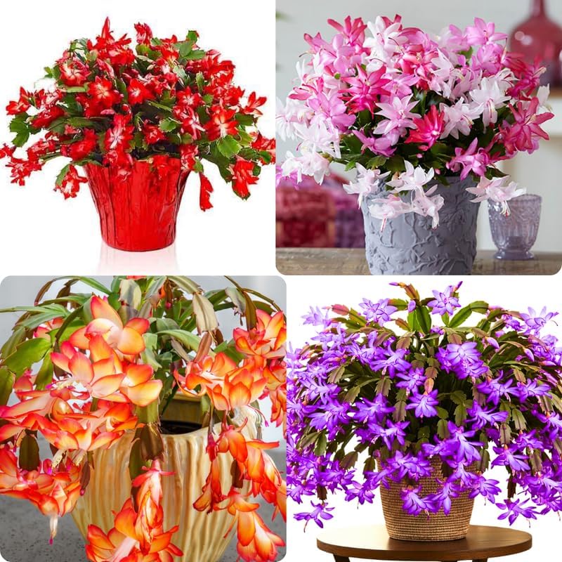2 Random Christmas Cactus Plants Live, True Thanksgiving Cactus Live Size 6-9" Inches Tall, Ready to Blooms, Holiday Houseplant, Cold Hardy, Bloom in Winter