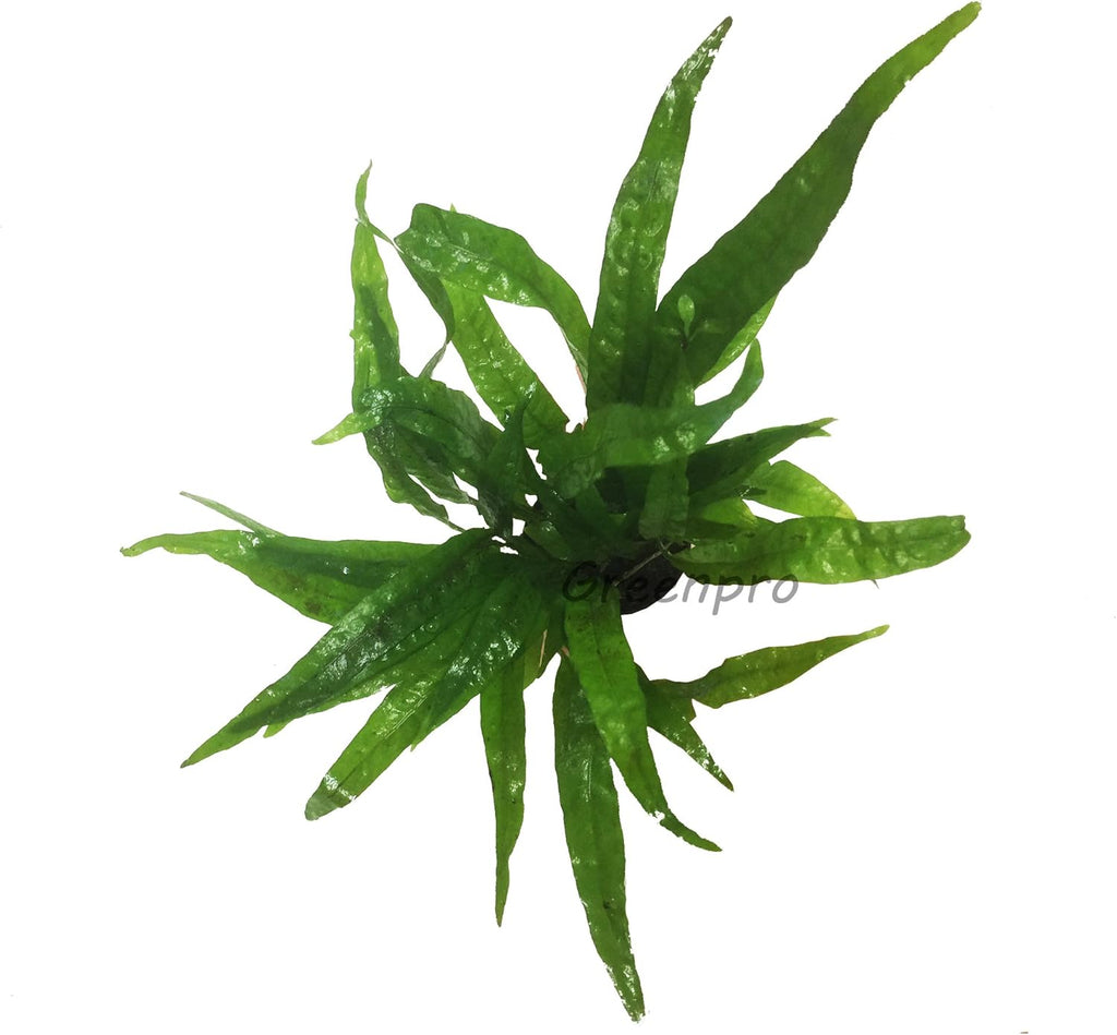 Greenpro Microsorum Pteropus Hardy Leaf Black Forest Asian Java Fern Potted Live Water Aquatic Aquarium Plants for Freshwater Fish Tank
