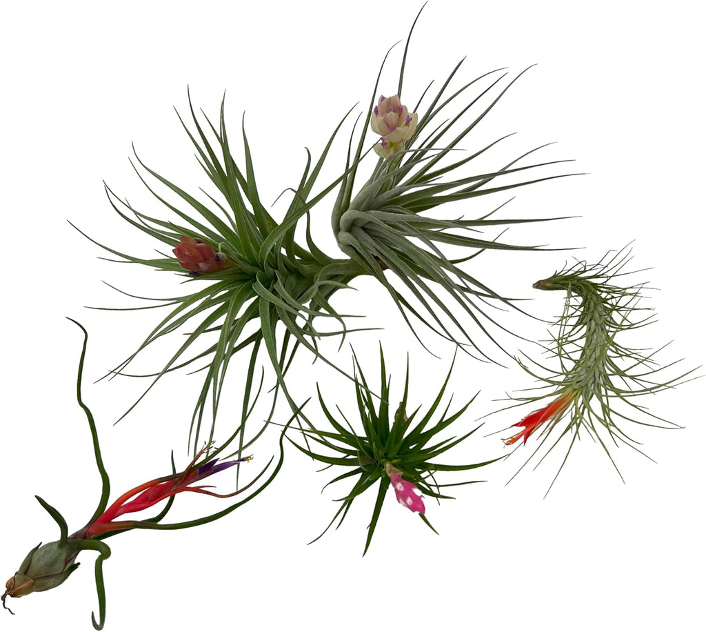 ragnaroc Air Plants - Elsker Gift Box - Large 4" - 5ct - Live Arrival Guaranteed - House Plants for Home Decor & Gift