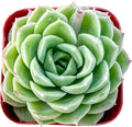 Sprout N Green Echeveria 'Lime and Chile', Live Succulent Plant Fully Rooted in 2" Pots with Soil Mix, Real Houseplant for Indoor Outdoor Home Office Wedding Decoration Party Favor