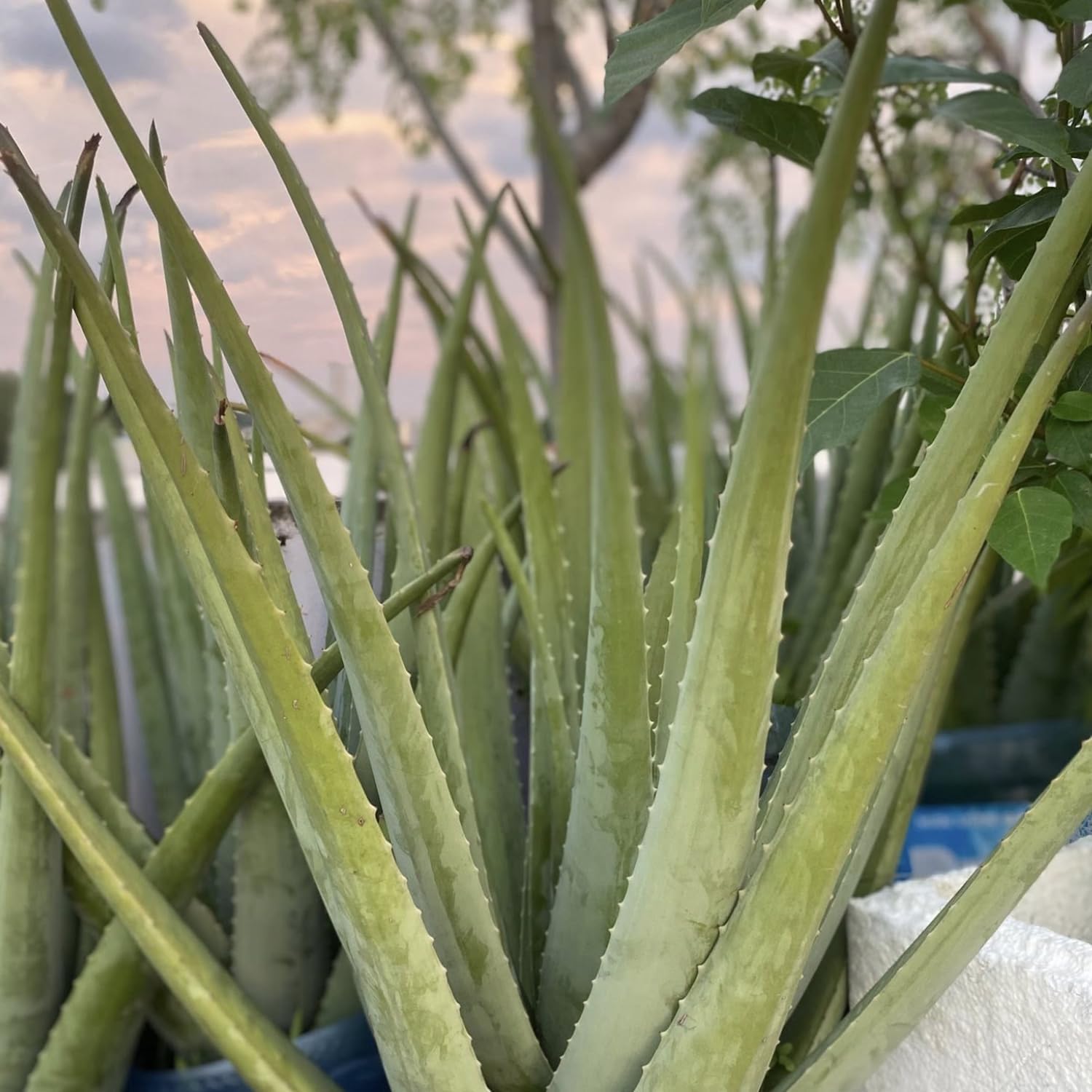 Live Aloe Vera Plant Succulent Trees | Aloe Vera Chinensis in Size 4 Inch Pot | Suitable for Indoor or Outdoor Garden | Easy-Growing Aloe Vera Pen Plant Ideal for Home Décor