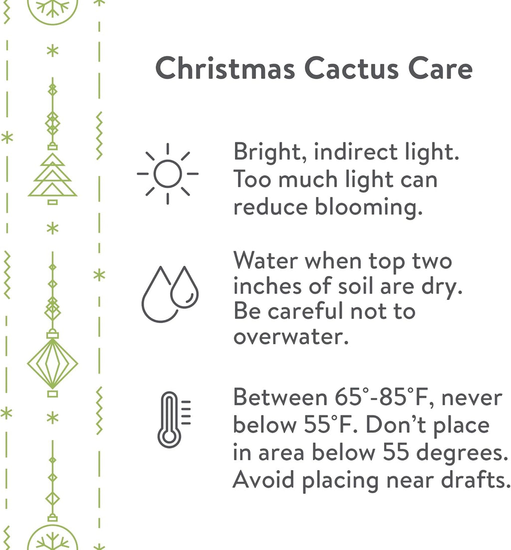 Green Circle Growers 6-Pack Live Christmas Cactus Plants in Red Pot Covers – Festive Holiday Décor & Gift