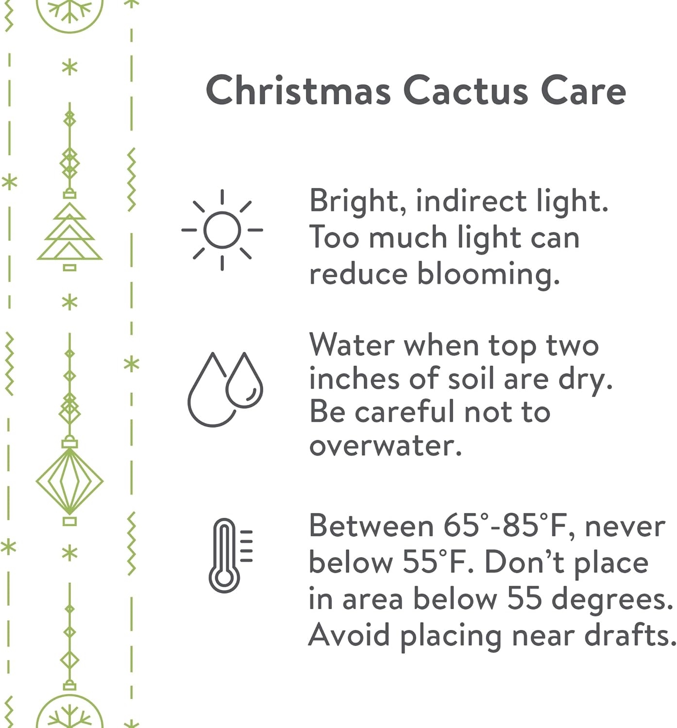 Green Circle Growers 6-Pack Live Christmas Cactus Plants in Red Pot Covers – Festive Holiday Décor & Gift