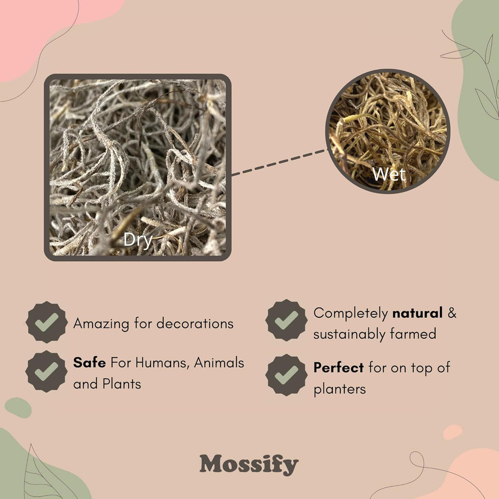 Mossify Premium Spanish Moss for Plants Indoor & Outdoor 75g, 2.6Oz - Natural Dried Preserved Moss for Crafts, Terrariums, Floral Arrangements, Garden & Home Décor – Humidity Retaining Spanish Moss