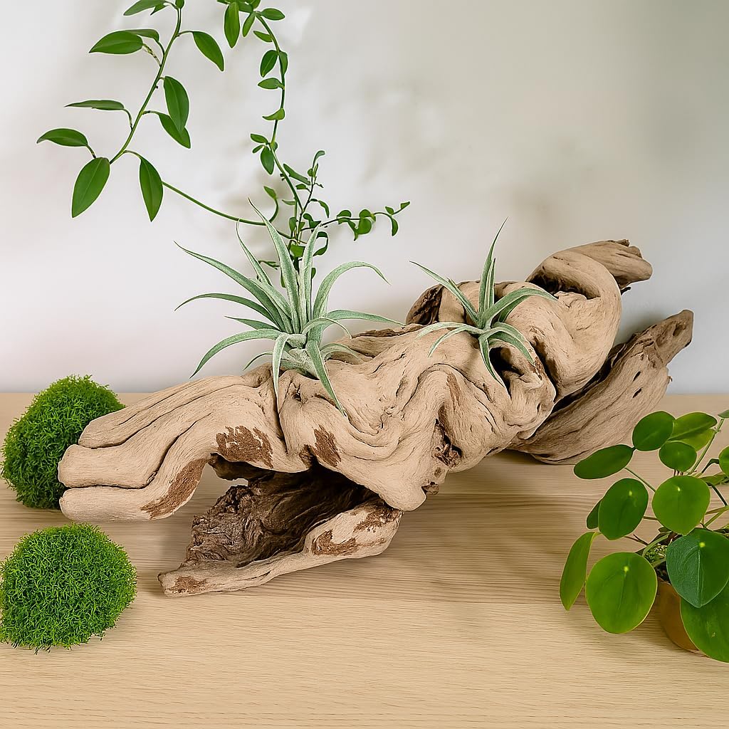 Koyal Wholesale 18" Hollow Grapewood Branch Decor 1Pcs Grapewood Centerpiece Vase Air Plants Sand Blasted Grapevine Wood Untreated Terrarium Wood Driftwood Decor