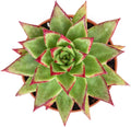 4-inch Succulent Echeveria agavoides 'Lipstick', Live Succulents Plants Fully Rooted in Pots with Soil, Easy-Care House Plants for DIY, Home Office Decoration