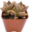 2" Live Succulent Plants Graptopetalum paraguayense cv.Bronze, Mini Potted Succulents, Easy Care Indoor Houseplant, Unique Gifts, Home Office Décor