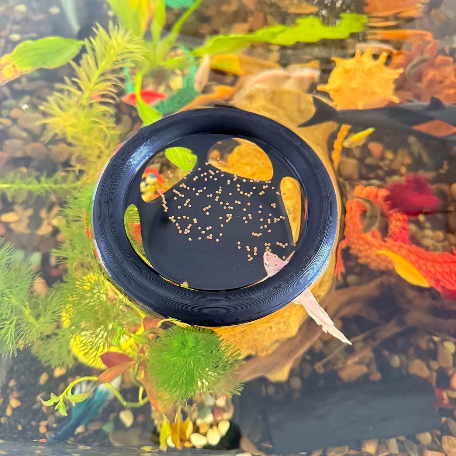 Floating Betta Fish Hideaway, Aquarium Suspended Resting Spot, Feeder for Small Fish and Shrimp, 3D Printed, Decorative Floating Cave Accessory for Aquariums. (Black)