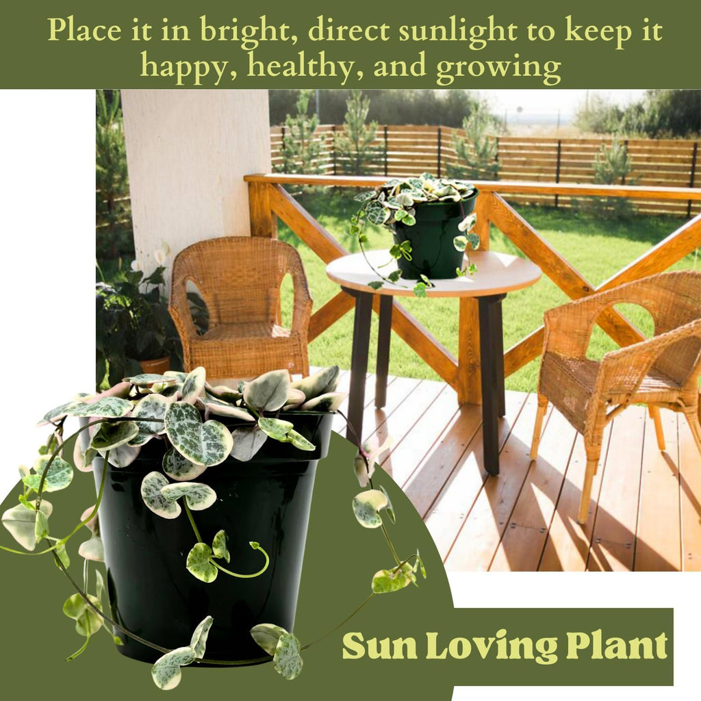 4.5 Inch String Of Hearts Plant Live - Variegated String Of Heart Live Plants - Succulents Plants Live - Rare Indoor Houseplant For Home Office Wedding Decorations & Birthday Gift (Heat Pack Included)