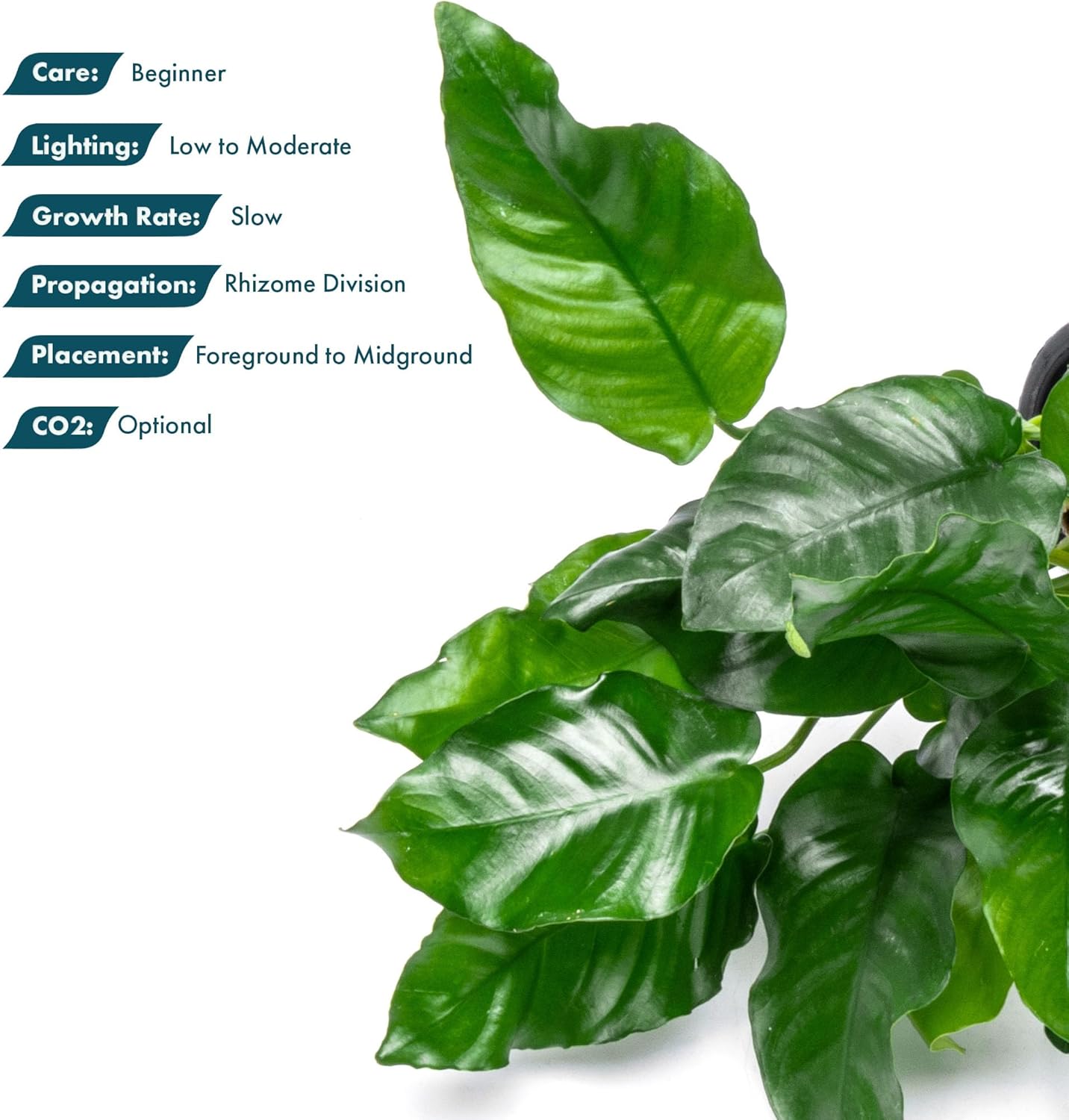 SubstrateSource Anubias Live Aquarium Plants - Potted Freshwater Plant for Fish Tanks, Terrariums - Beginner Friendly Low Light (Nana, Mother Plant)