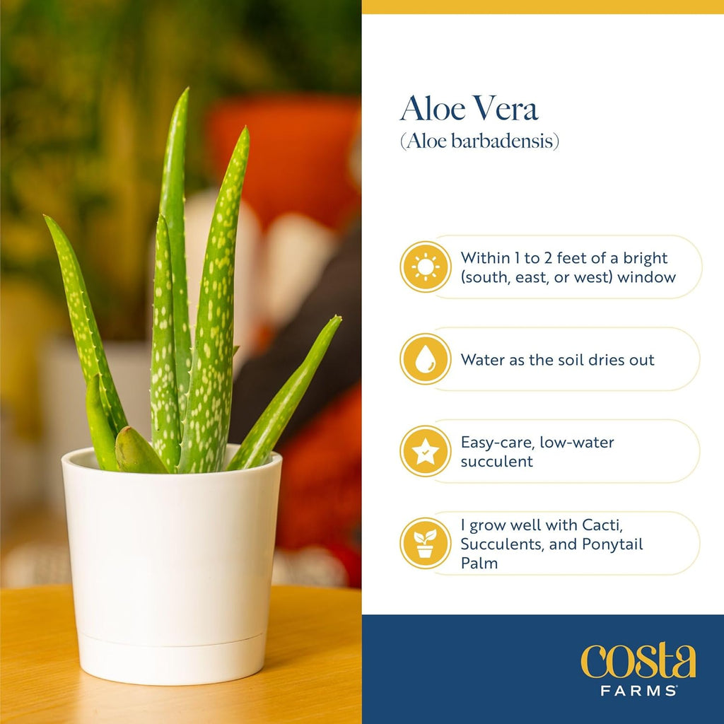Costa Farms Aloe Vera, Easy to Grow Live Succulent Plant, Indoor Houseplant in Décor Plant Pot, Housewarming, Birthday Gift, Room or Home Decor, 10-12 Inches Tall