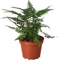 Korean Rock Fern Live Plant for Indoor | Different Houseplants in 4'' & 6'' Pot | Real House Plant for Living Room, Office, Desk & Bathroom | Polystichum tsus-simense