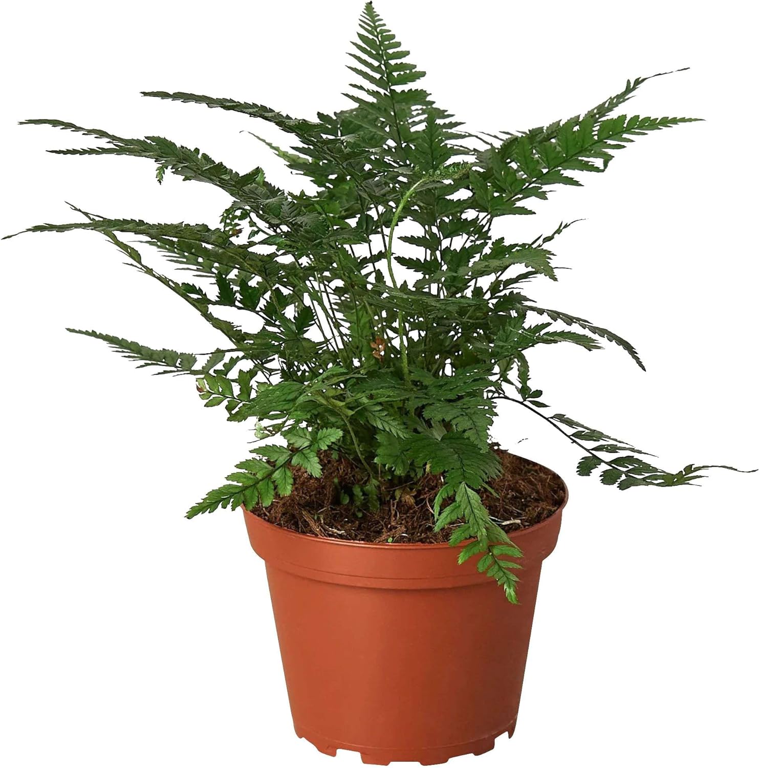 Korean Rock Fern Live Plant for Indoor | Different Houseplants in 4'' & 6'' Pot | Real House Plant for Living Room, Office, Desk & Bathroom | Polystichum tsus-simense