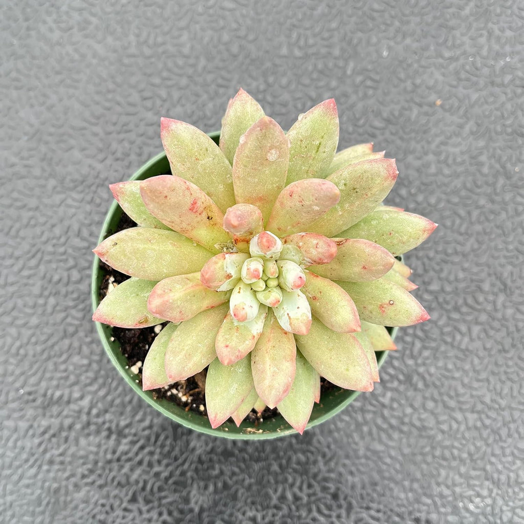Live Succulent Plants (Echeveria 'Goldfish'), Easy Care Houseplant for Home and Office Decor, Great Gift for Housewarming, Birthday, Thanksgiving