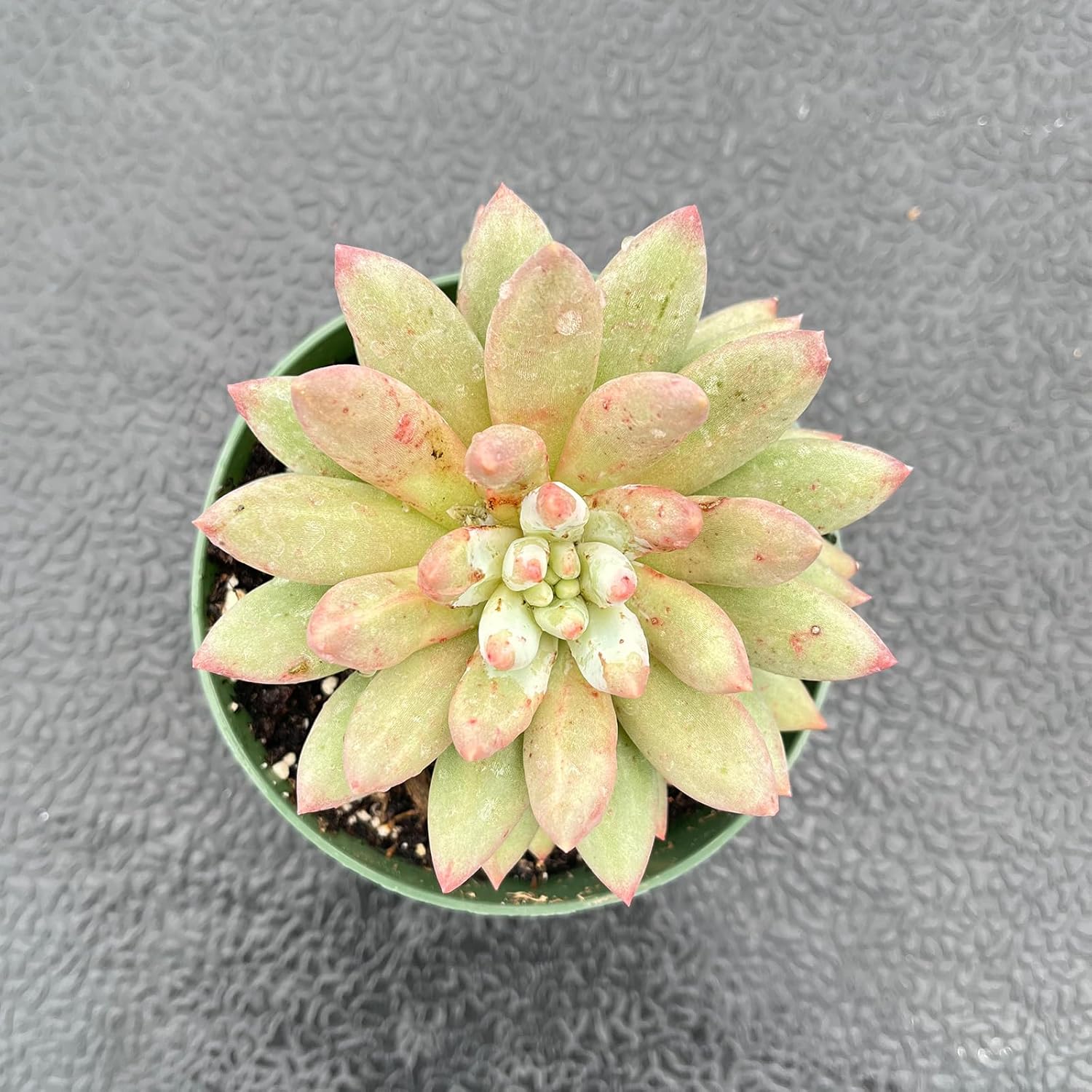 Live Succulent Plants (Echeveria 'Goldfish'), Easy Care Houseplant for Home and Office Decor, Great Gift for Housewarming, Birthday, Thanksgiving