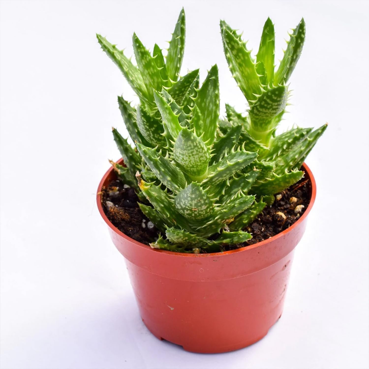 Zanzibar Aloe - Tiger Tooth Aloe - 3 Live Starter Plants in 2 Inch Pots - Aloe Juvenna - Easy Care Indoor Outdoor Ornamental Succulent