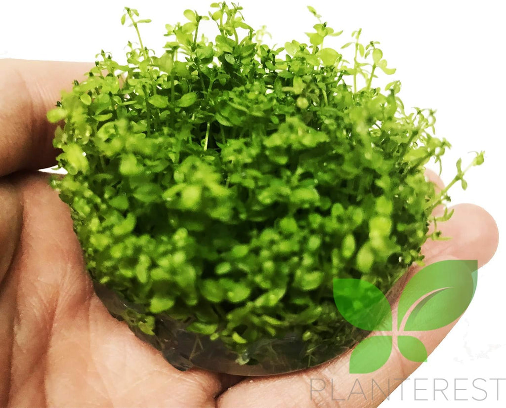 Micranthemum Micranthemoides Pearlweed Tissue Culture Vitro Cup Freshwater Carpet Live Aquarium Plants Decoration BUY2GET1FREE
