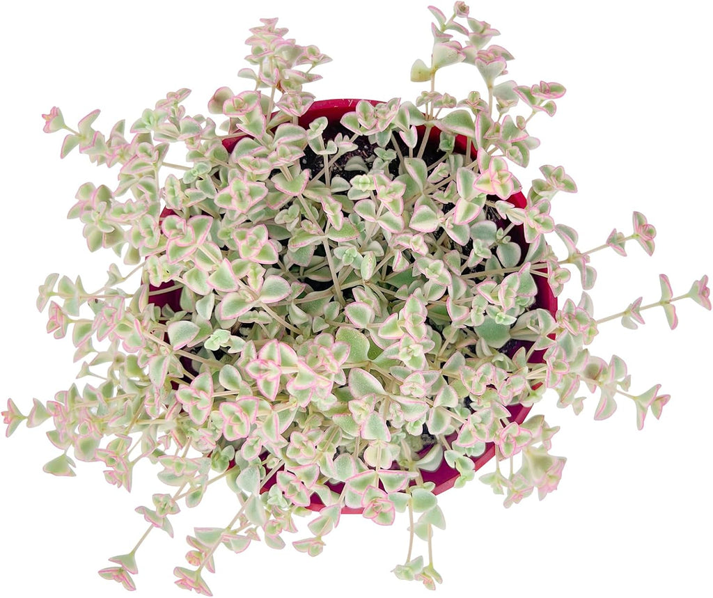 Live Succulent Plants (Sedum Little Missy Variegated), Easy Care Potted Succulents, Approx 4" D x 4" H, Indoor Houseplant, Unique Gifts, Home Office Décor