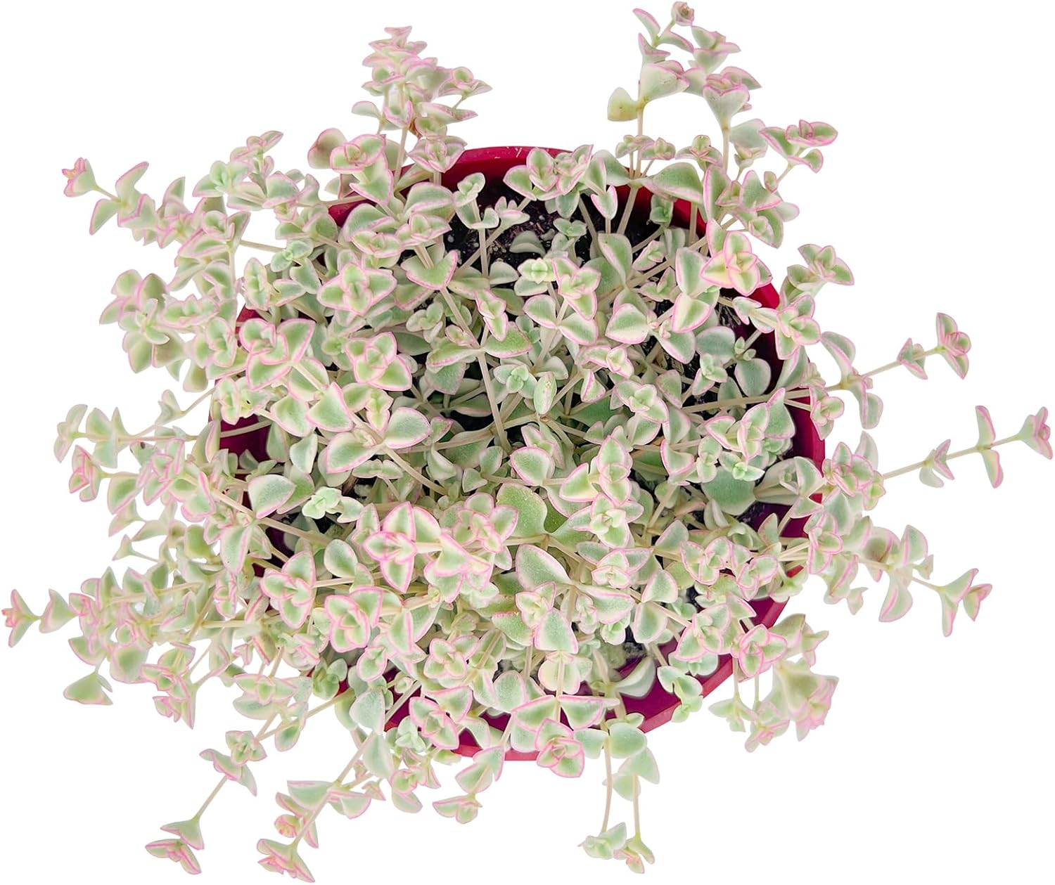 Live Succulent Plants (Sedum Little Missy Variegated), Easy Care Potted Succulents, Approx 4" D x 4" H, Indoor Houseplant, Unique Gifts, Home Office Décor