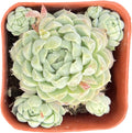 Sprout N Green Echeveria 'Ball of Fat', Rare Live Succulent Plant Fully Rooted in 2" Planter with Soil, Home Office Indoor Outdoor Wedding Decoration DIY Projects Party Favor