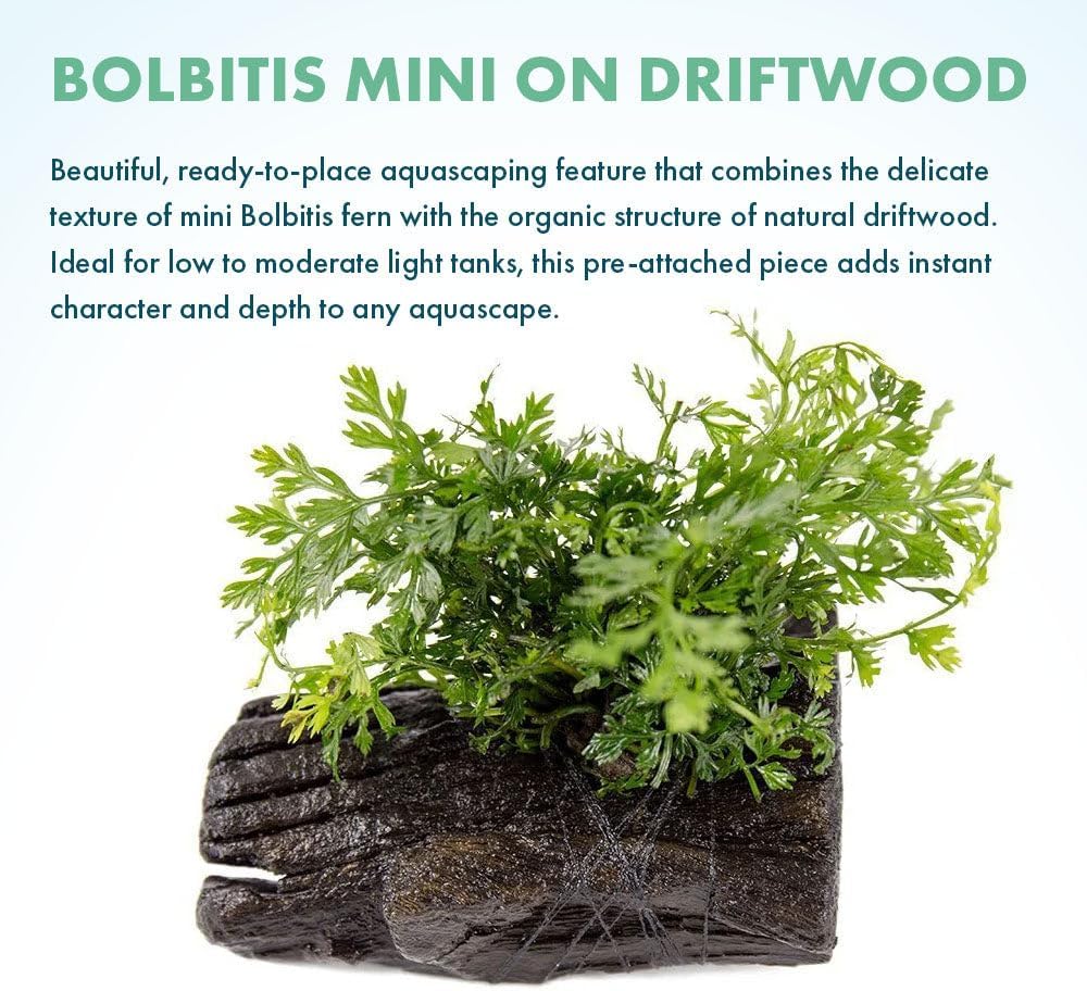 SubstrateSource Live Planted Decor - Mini Bolbitis on Driftwood - Light Green Aquatic Plant with Lush Foliage, Foreground to Midground Epiphytic Fern Placement for Aquascaping - Small, 1 Pack