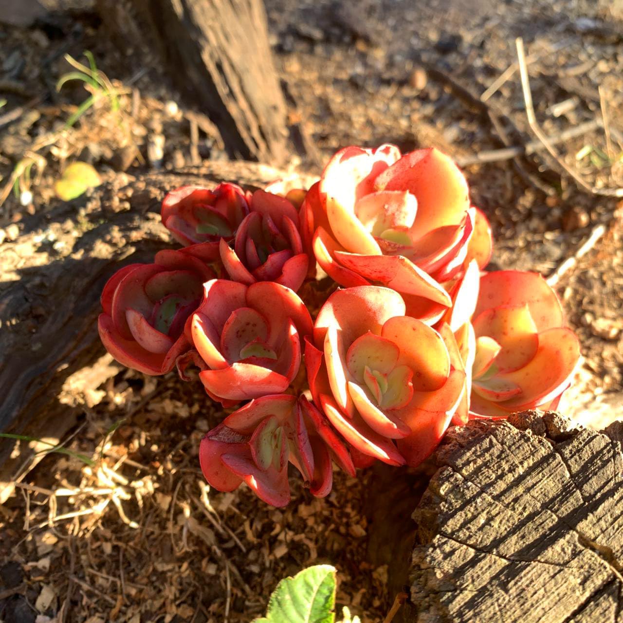 FWPP Succulent Plants Live Echeveria Suyon 4.3 inches,Mini red Clustered Succulents,Bare Root Without Pot Soil, Live Plants Indoor Party Wedding Garden House Baby Shower Decor Friend Gift