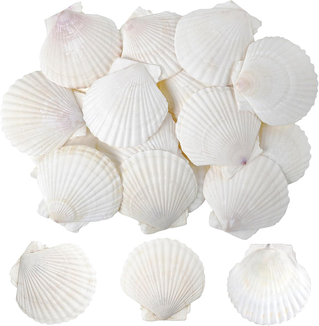 SINKOO 25 PCS Small Scallop Shells 2"-3" White Natural Seashell for DIY Craft Mermaid Beach Wedding Home Decoration