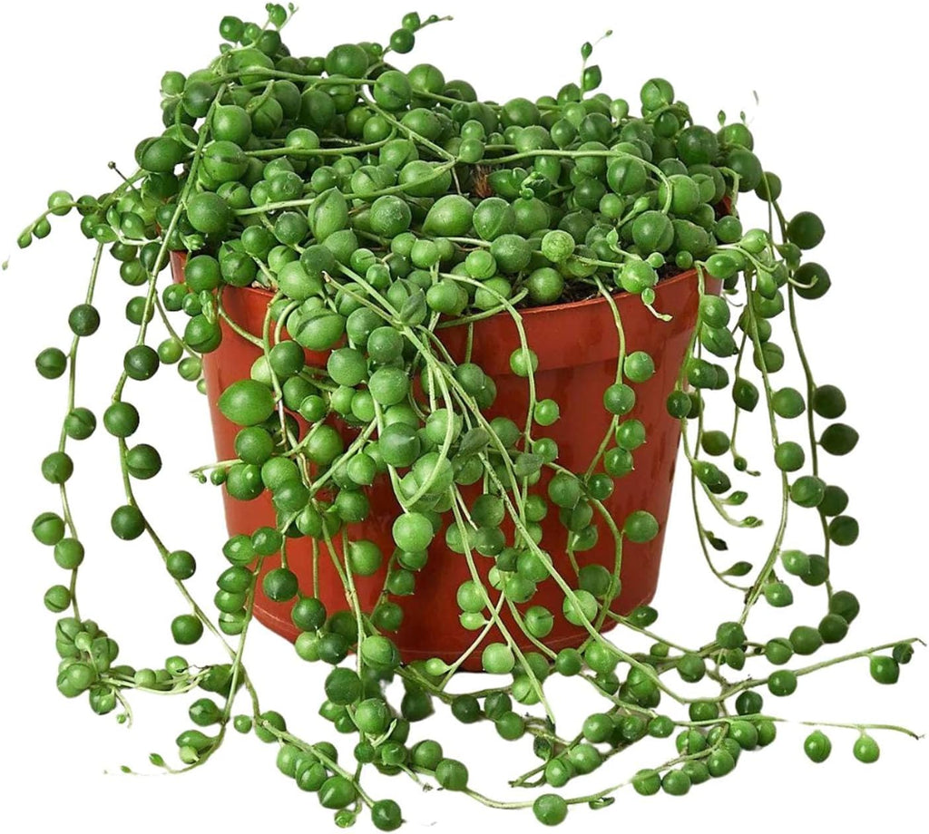 Succulent String of Pearls Live Plant for Indoor | Different Houseplants in 4'' & 6'' Pot | Real House Plant for Living Room, Office, Desk & Bathroom | Senecio rowleyanus