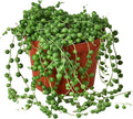 Succulent String of Pearls Live Plant for Indoor | Different Houseplants in 4'' & 6'' Pot | Real House Plant for Living Room, Office, Desk & Bathroom | Senecio rowleyanus