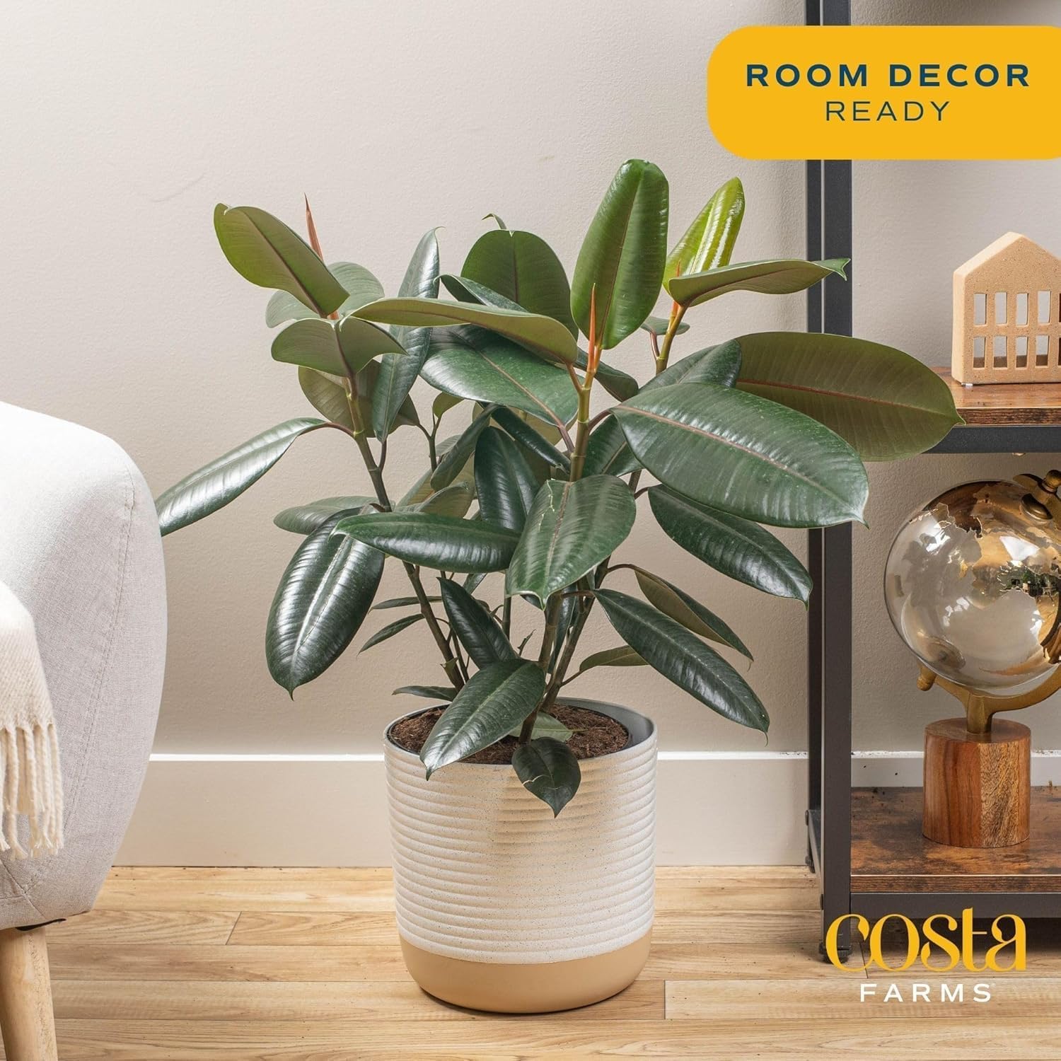 Costa Farms Burgundy Rubber Plant, Live Indoor Ficus Elastica Tree, Live Indoors Houseplant in Décor Planter Pot, Potting Soil Mix, Gift for Housewarming New House, Home or Office Decor, 2-3 Feet Tall