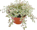 Live Succulent Plants (Sedum Little Missy Variegated), Easy Care Potted Succulents, Approx 4" D x 4" H, Indoor Houseplant, Unique Gifts, Home Office Décor